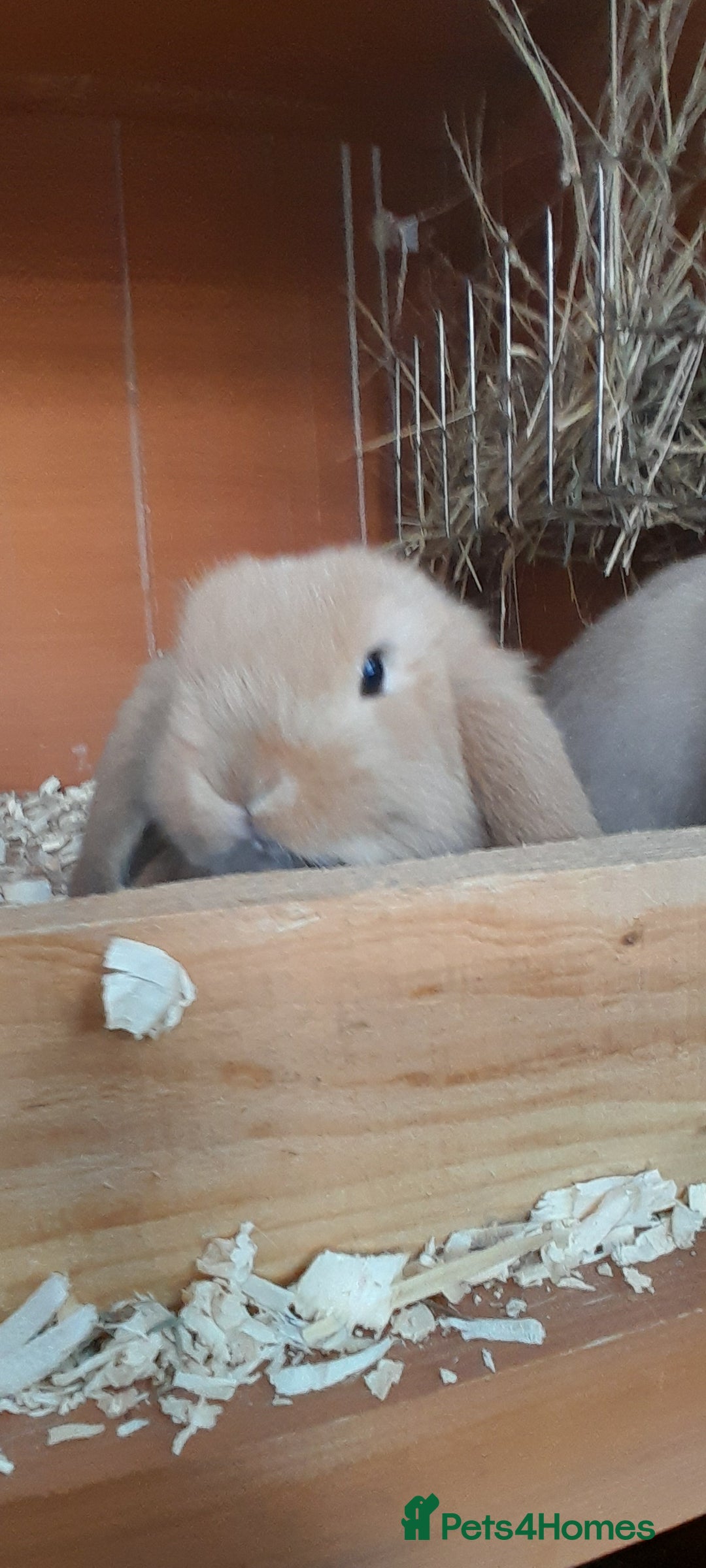 Mini Lop rabbits for sale: Two female mini lop babies - Advert 2