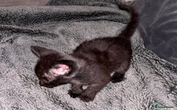 Mixed Breed cats for sale: 7 Gorgeous mixed kittens - Image 3