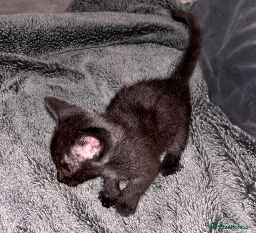 Mixed Breed cats for sale: 7 Gorgeous mixed kittens - Image 3