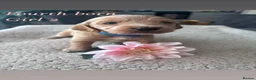 Cockapoo dogs for sale: Beautiful Cockapoo F1B Puppies  🐶❤️ - Advert 8
