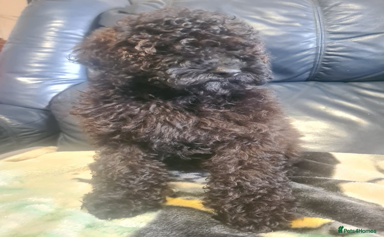 Cockapoo dogs - Advert 5