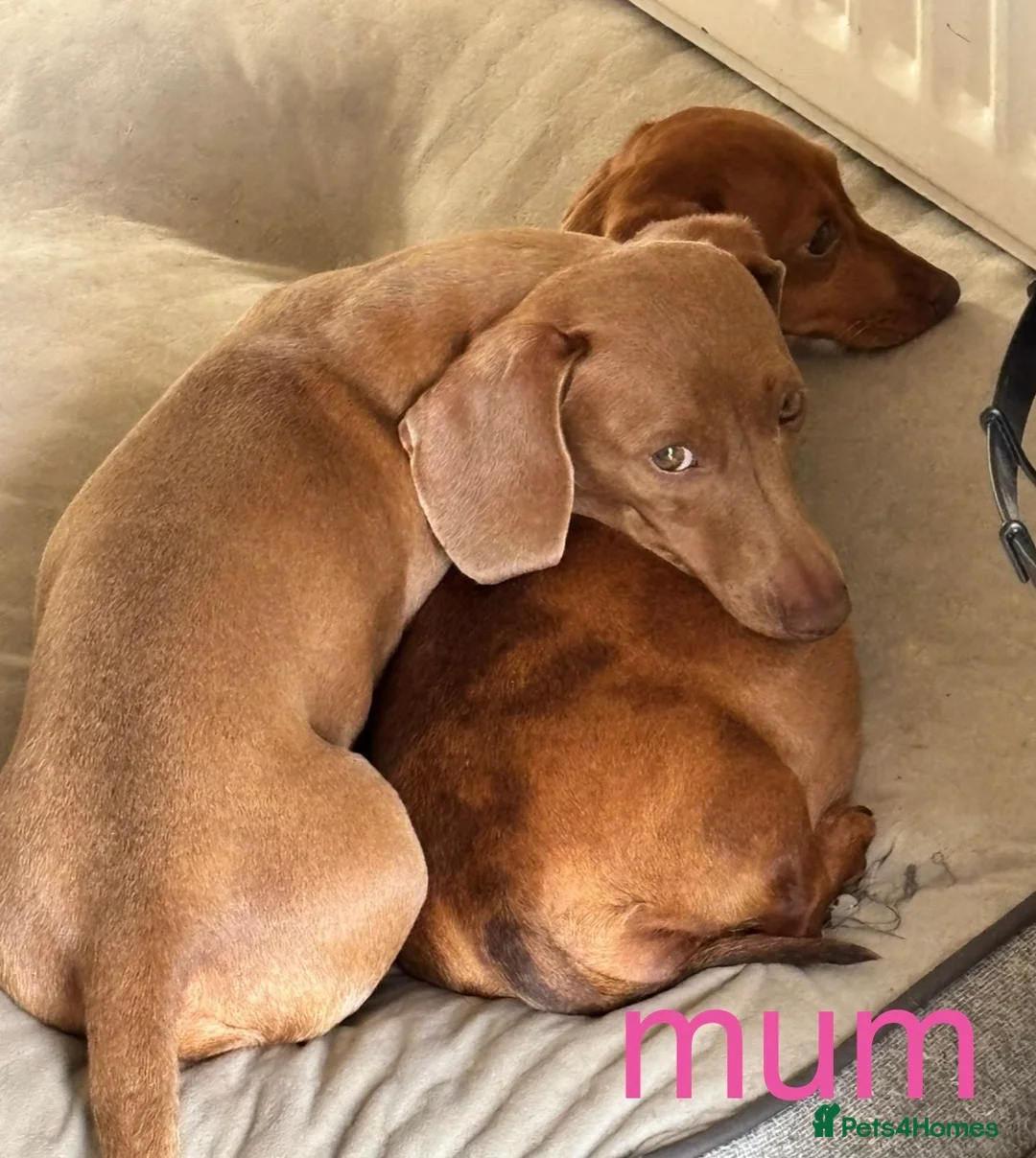 Miniature Dachshund dogs for sale: Mini Dapple Dachshund - Advert 2