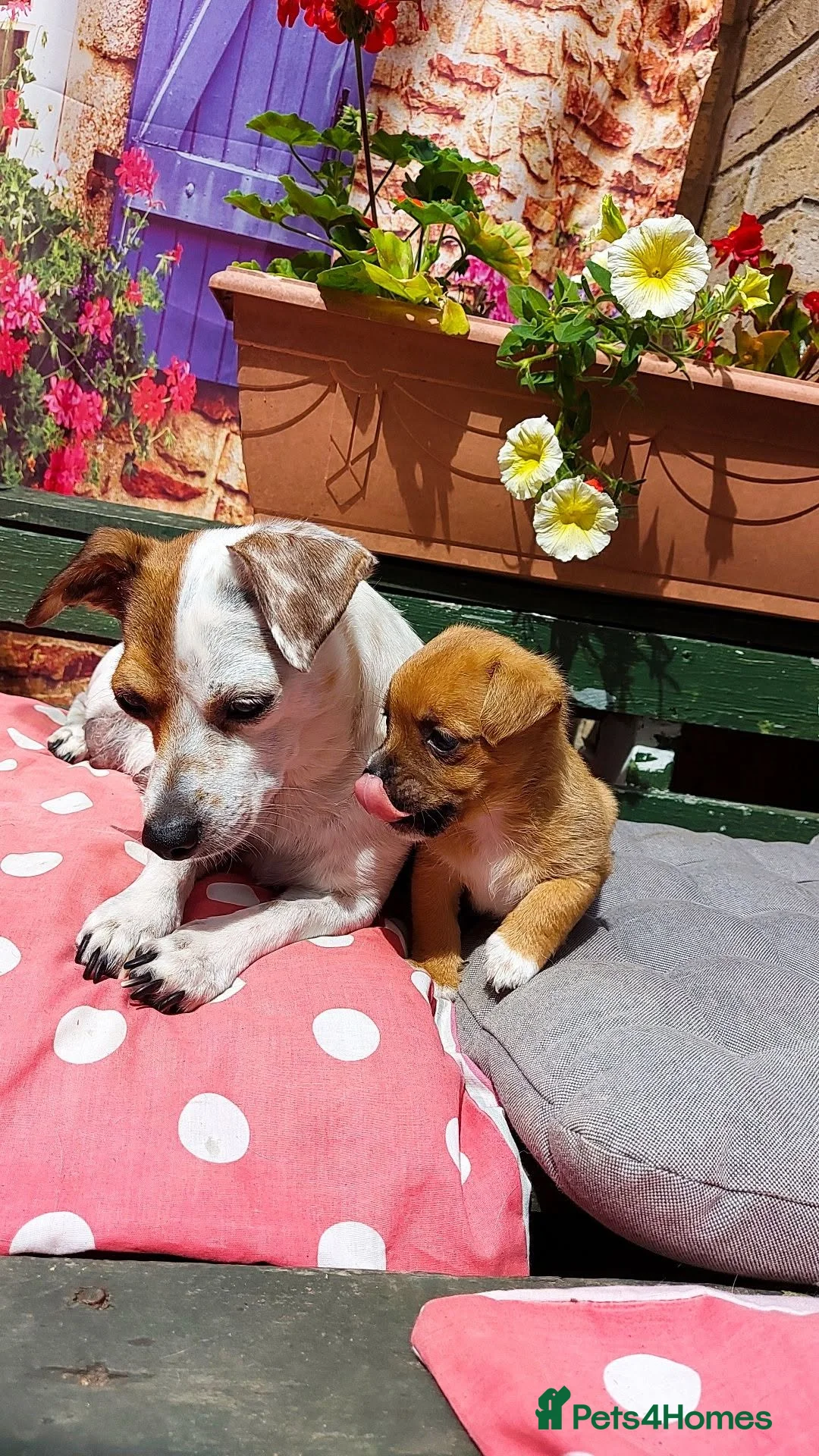 Mixed Breed dogs for sale: 1 girl and 3 boys still available  - Advert 7