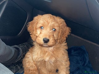 Cockapoo dogs - Advert 9