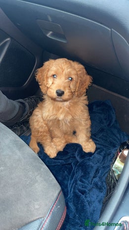 Cockapoo dogs - Advert 3