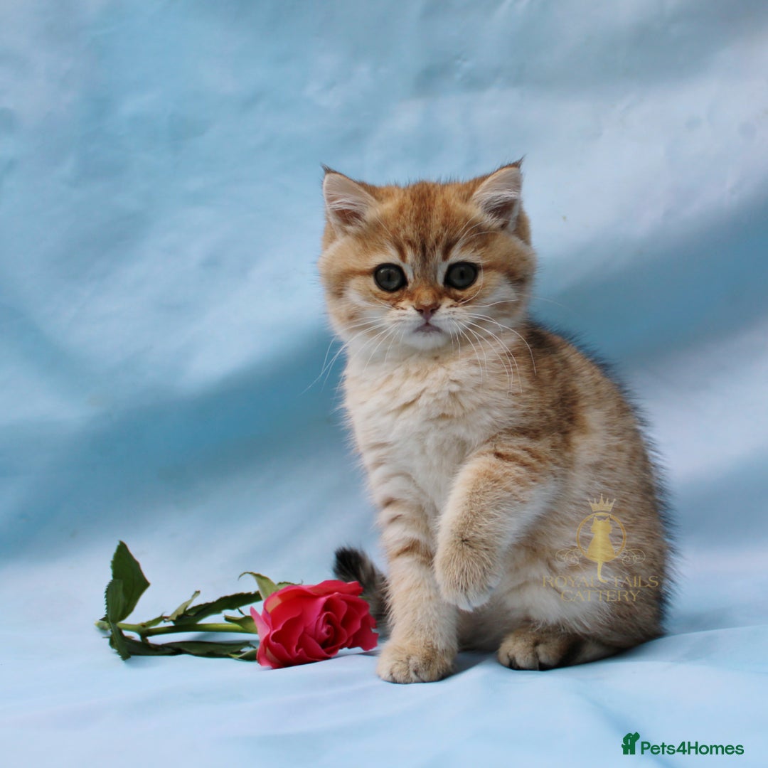 British Longhair cats for sale: British Longhair and Shorthair kittens  - Advert 8