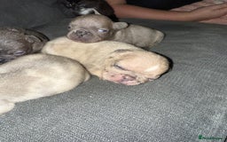 French Bulldog dogs for sale: Female French bulldog puppies - Advert 2