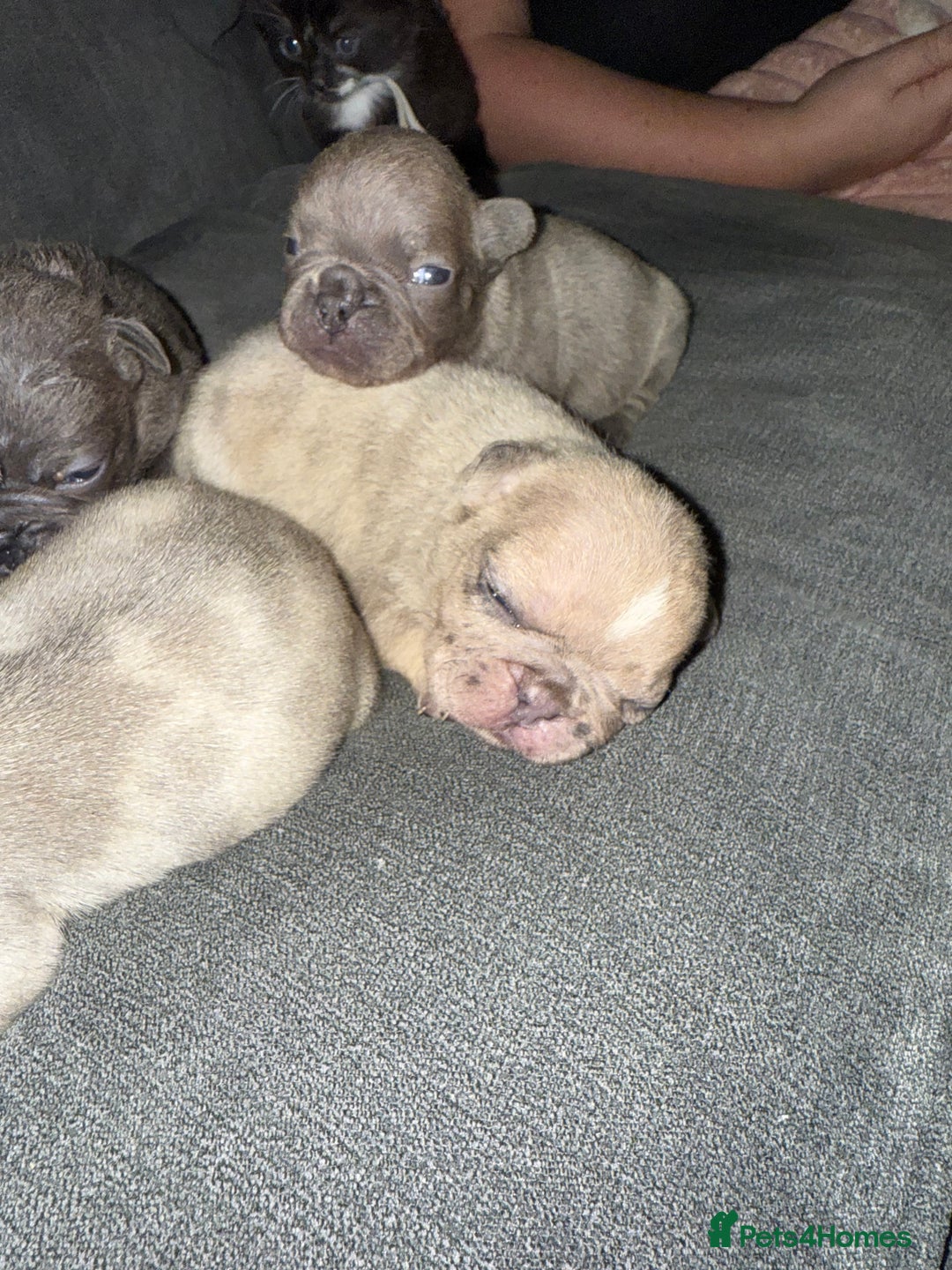 French Bulldog dogs for sale: Female French bulldog puppies - Advert 2
