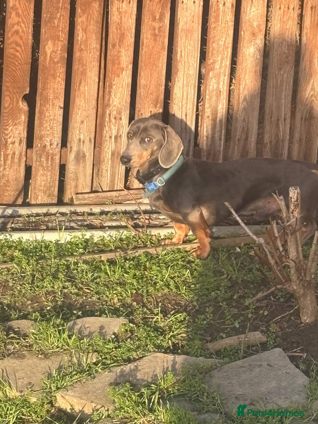 Dachshund dogs for sale: Lilac midi dachshund  - Advert 5