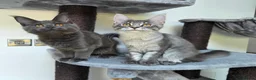 Maine Coon cats for sale: Pedigree Maine Coon Girls–Ready for Forever Homes - Advert 1