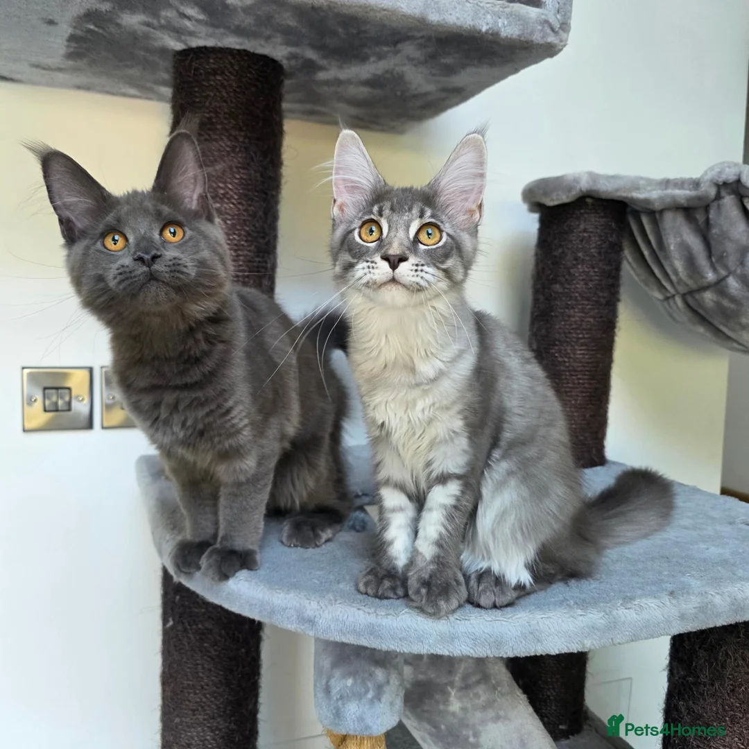 Maine Coon cats for sale: Pedigree Maine Coon Girls–Ready for Forever Homes - Advert 1