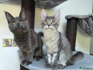 Maine Coon cats Pedigree Maine Coon Girls–Ready for Forever Homes - Advert 1