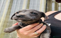 Jack Russell dogs for sale: Blue & Black Brindle Jack Russells - Image 16