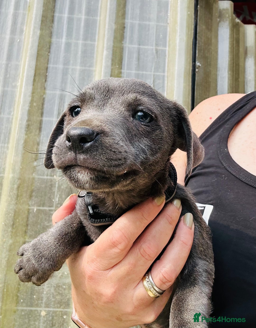 Jack Russell dogs for sale: Blue & Black Brindle Jack Russells - Image 16