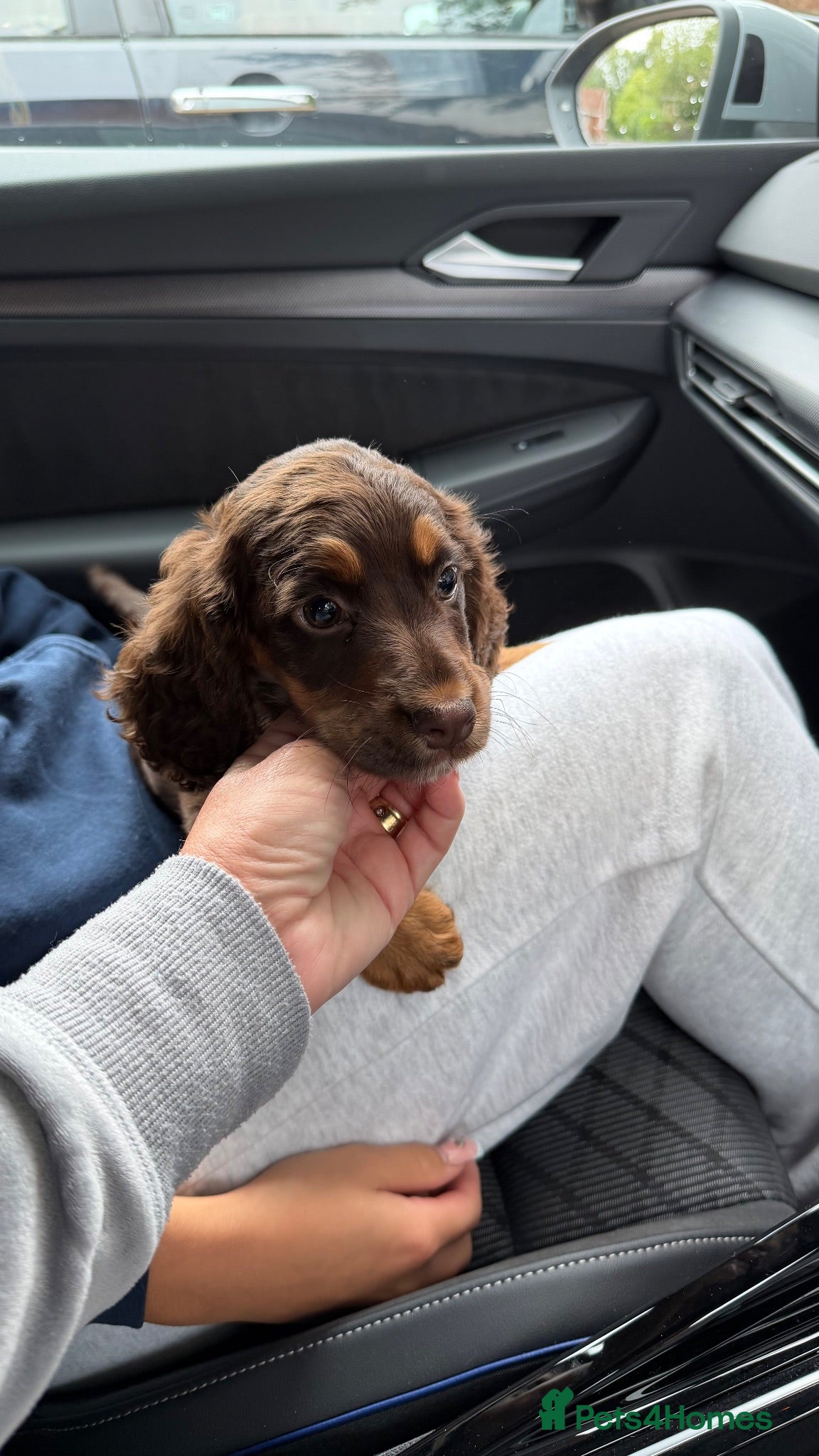 Cocker Spaniel dogs Cocker Spaniel (working type) - Advert 12