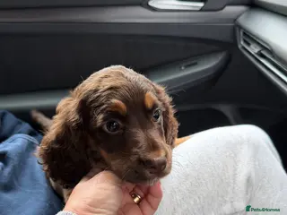 Cocker Spaniel dogs Cocker Spaniel (working type) - Advert 8