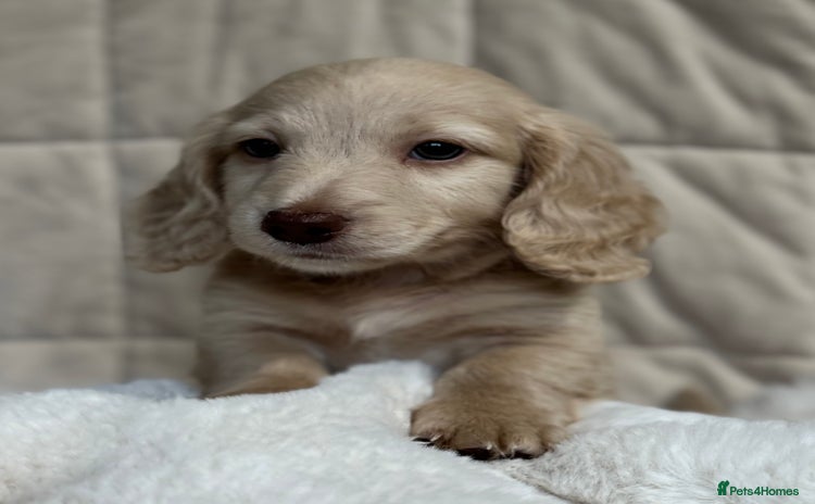 Miniature Dachshund dogs - Advert 2