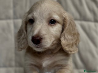 Miniature Dachshund dogs - Advert 1