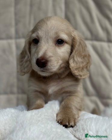 Miniature Dachshund dogs - Advert 1