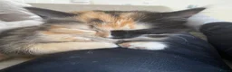 Mixed Breed cats for sale: 2 beautiful girl calico’s  - Advert 3
