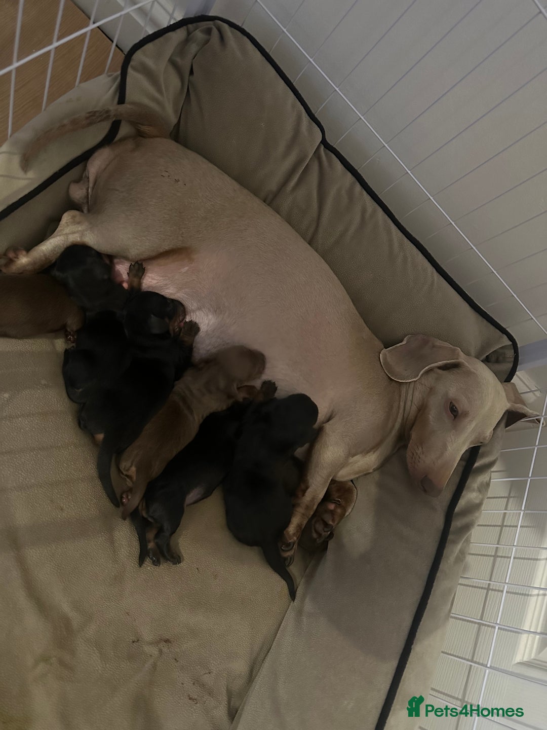 Dachshund dogs for sale: Dachshund puppies (2 LEFT) - Advert 14