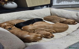 Cocker Spaniel dogs for sale: Health Tested Cocker spaniel puppies  - Advert 18