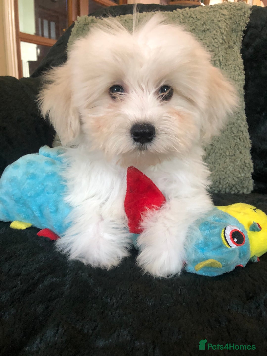 Mixed Breed dogs for sale: shihtzu x toy poodle puppies for sale - Image 1