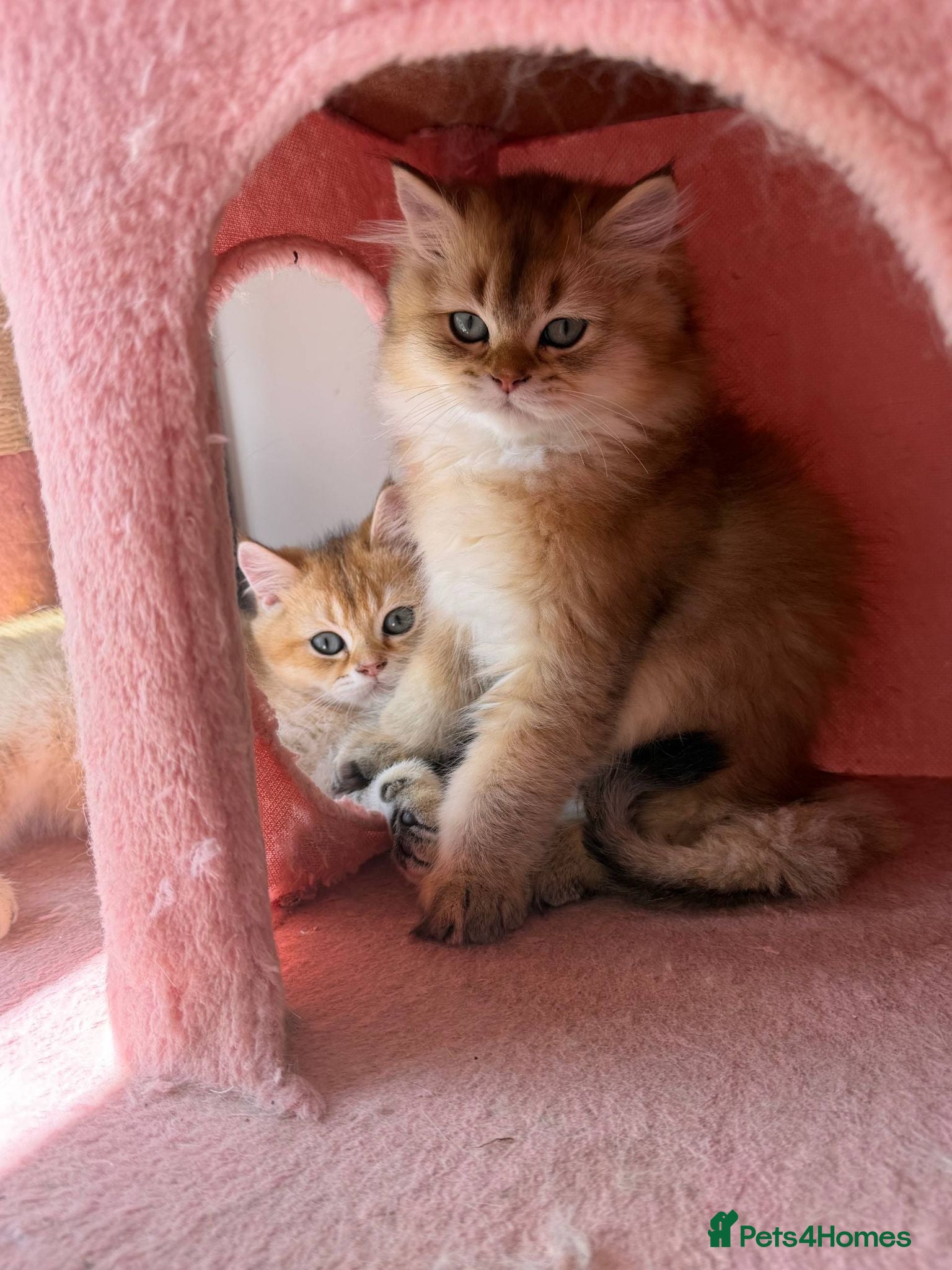 British Longhair cats 5 kittens ready for new family negotiate available - Advert 1
