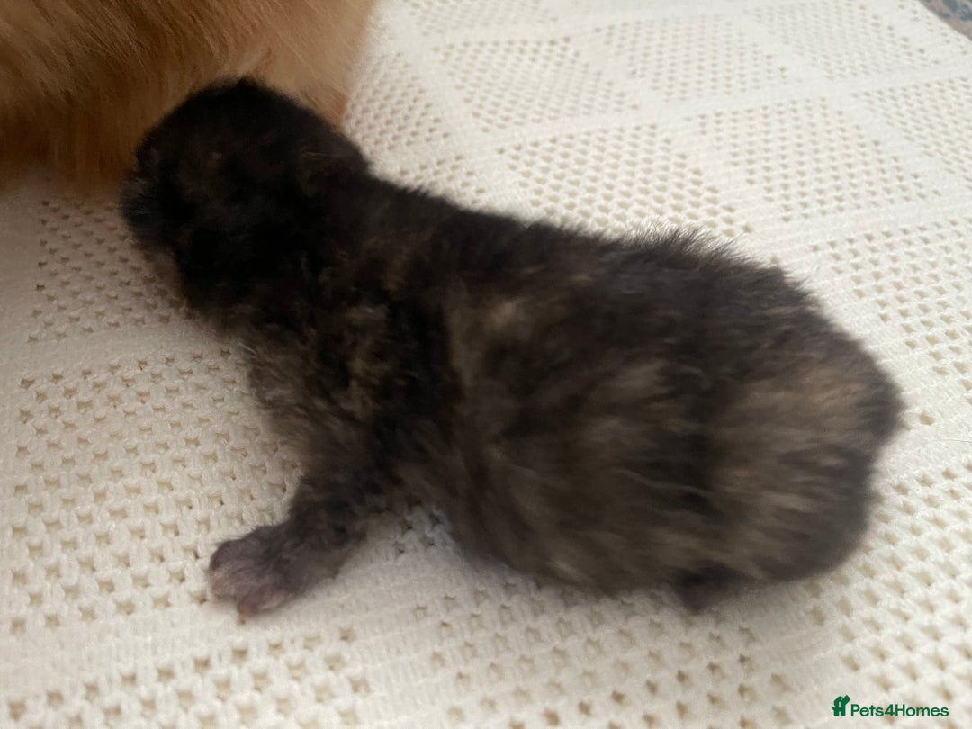 British Shorthair cats for sale: Exceptional litter of GCCF British shorthairs - Advert 8