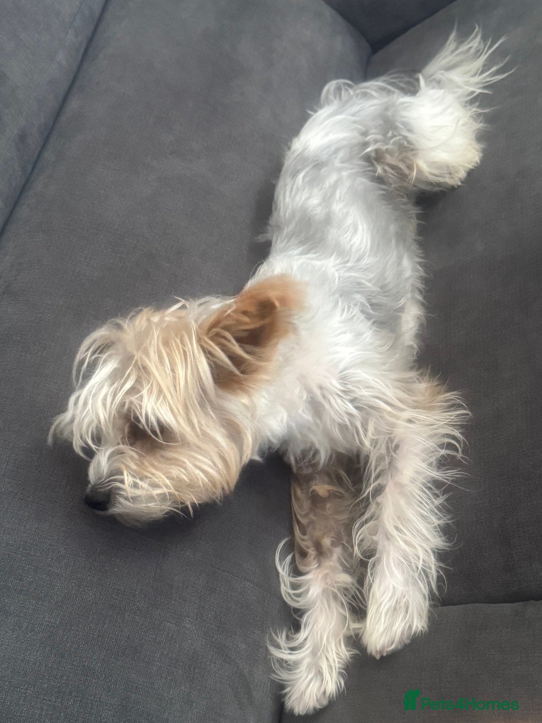 Yorkshire Terrier dogs for sale: Yorkshire terrier  - Image 7