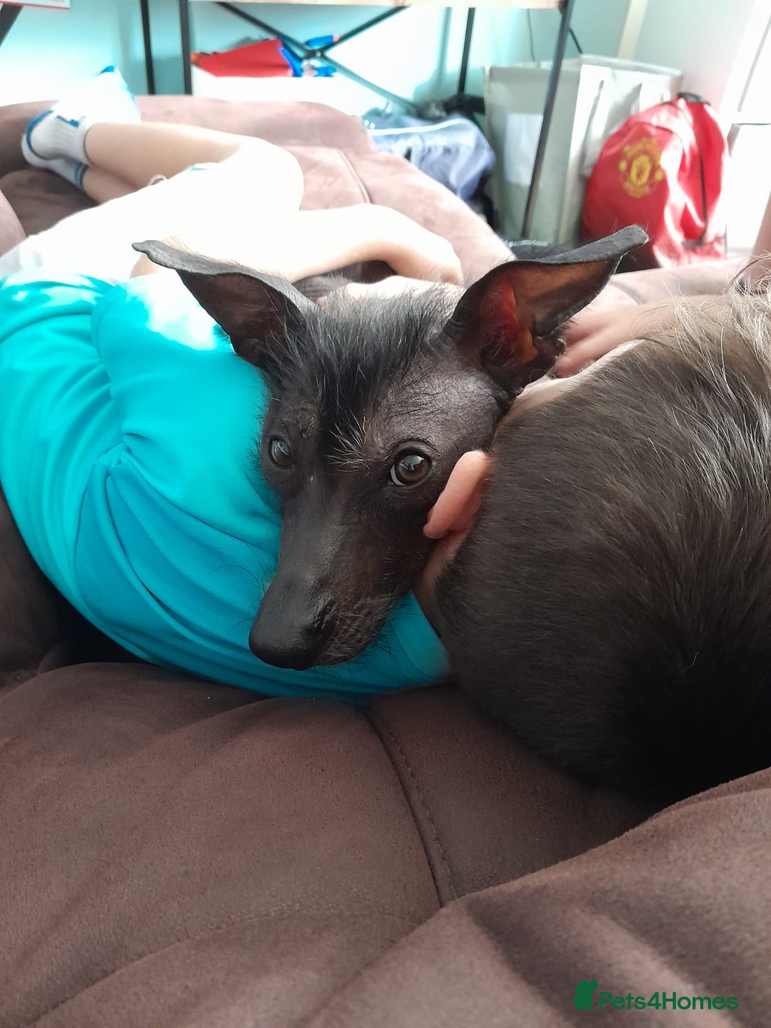 Mixed Breed dogs for sale: Darla 5 Yr old Chinese Crested x border collie - Advert 6