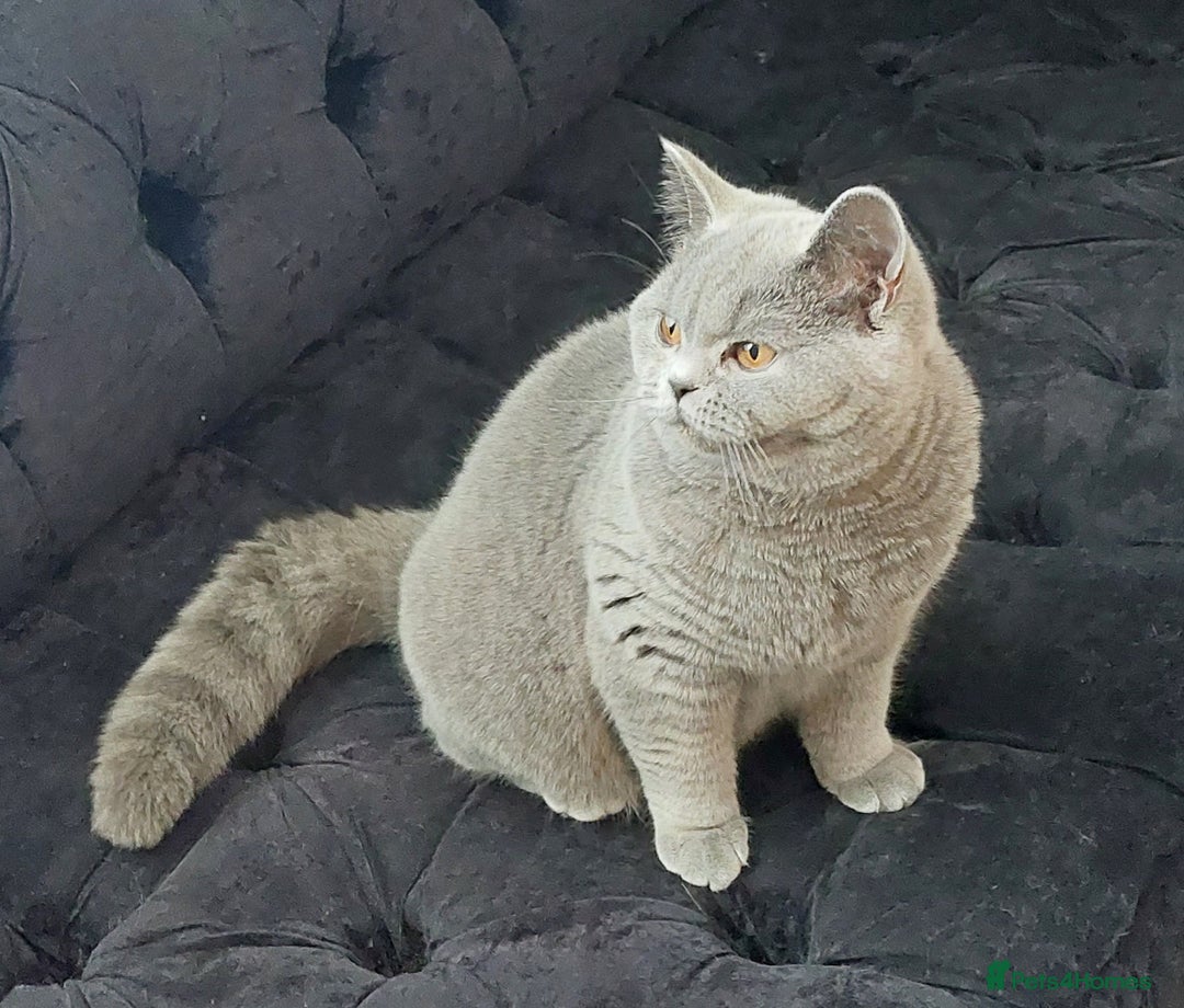 British Shorthair cats for sale: ‼️PRESTIGIOUS‼️🏆CH SIRED FEMAL - Advert 18