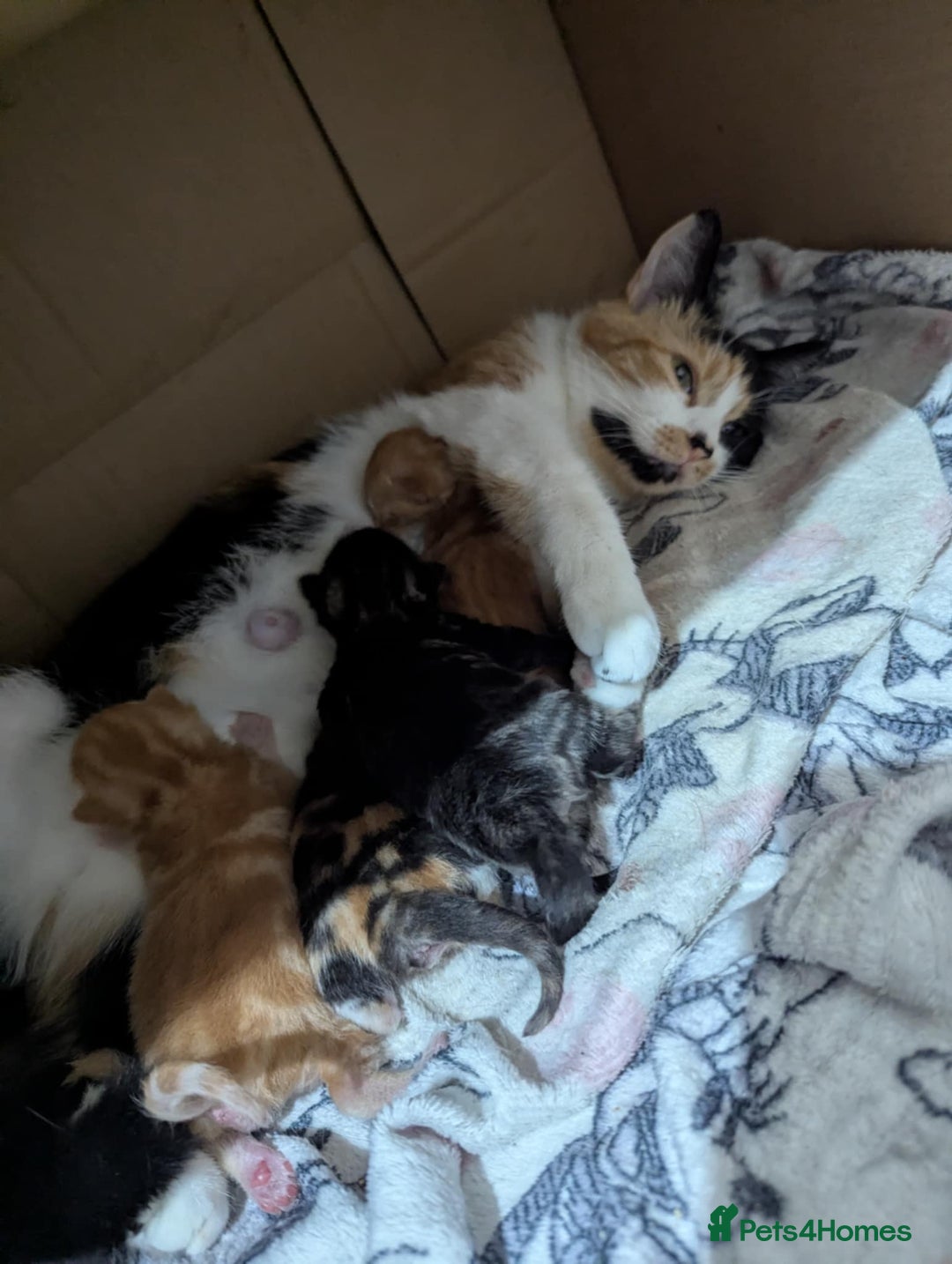 Mixed Breed cats for sale: Beautiful kittens - Image 22