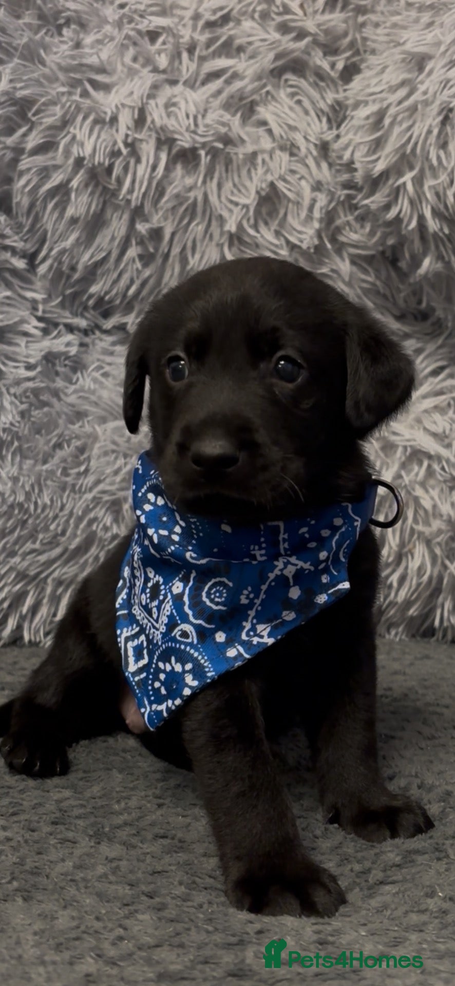 Labrador Retriever dogs Stunning labrador puppies - Advert 9
