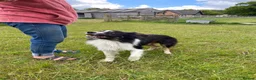 Border Collie dogs for sale: Border collie puppies  in Norwich - Advert 3