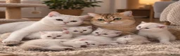 British Shorthair cats for sale: PRICE NEGOTIABLE | British Shorthair Boy Leo - Advert 4