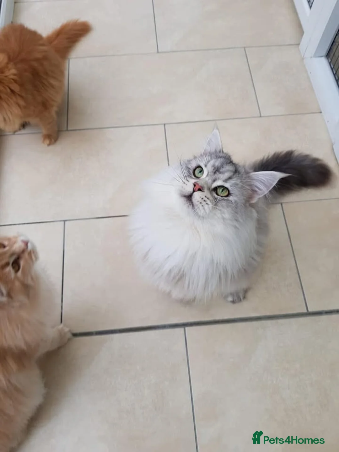 Maine Coon cats for sale: 🐾💗 TWO BEAUTIFUL MAINE COON GIRLS 🐾💗 - Advert 9