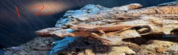 Gecko reptiles for sale: Baby crested geckos in Accrington - Advert 12