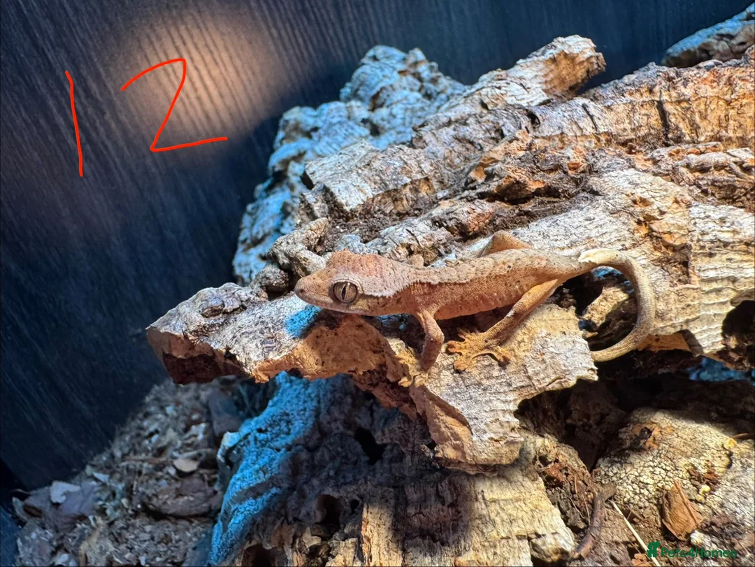 Gecko reptiles for sale: Baby crested geckos in Accrington - Advert 12