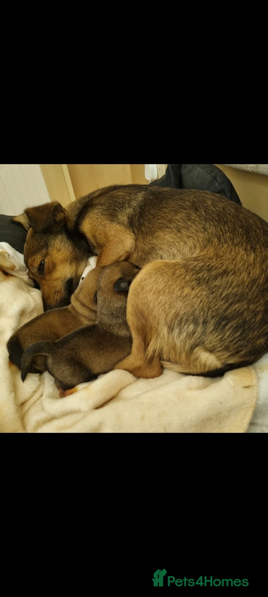 Jack Russell dogs for sale: Ready now 2 male Jack Russell's  - Image 7