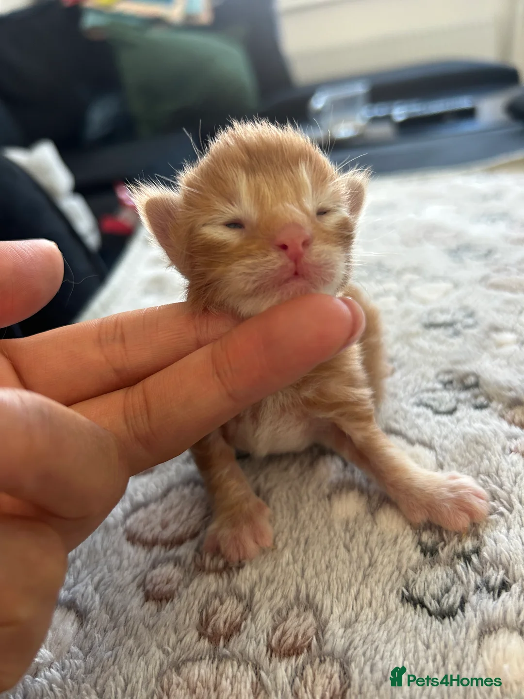 Maine Coon cats for sale: Litter of 3 beautiful Maine coon kittens - Advert 2