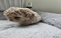 Shihpoo dogs for sale: 🐾 Adorable Shihpoo Puppies 🐾 - Image 6