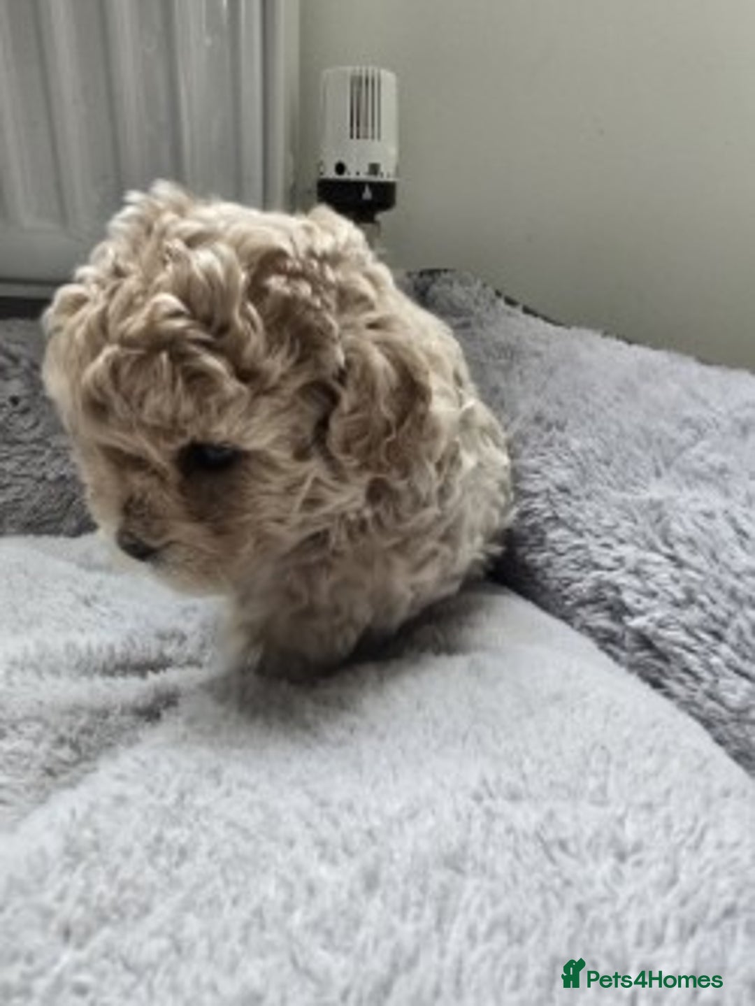 Shihpoo dogs for sale: 🐾 Adorable Shihpoo Puppies 🐾 - Image 6
