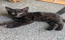 Mixed Breed cats for sale: 3 playful black kittens  - Image 1