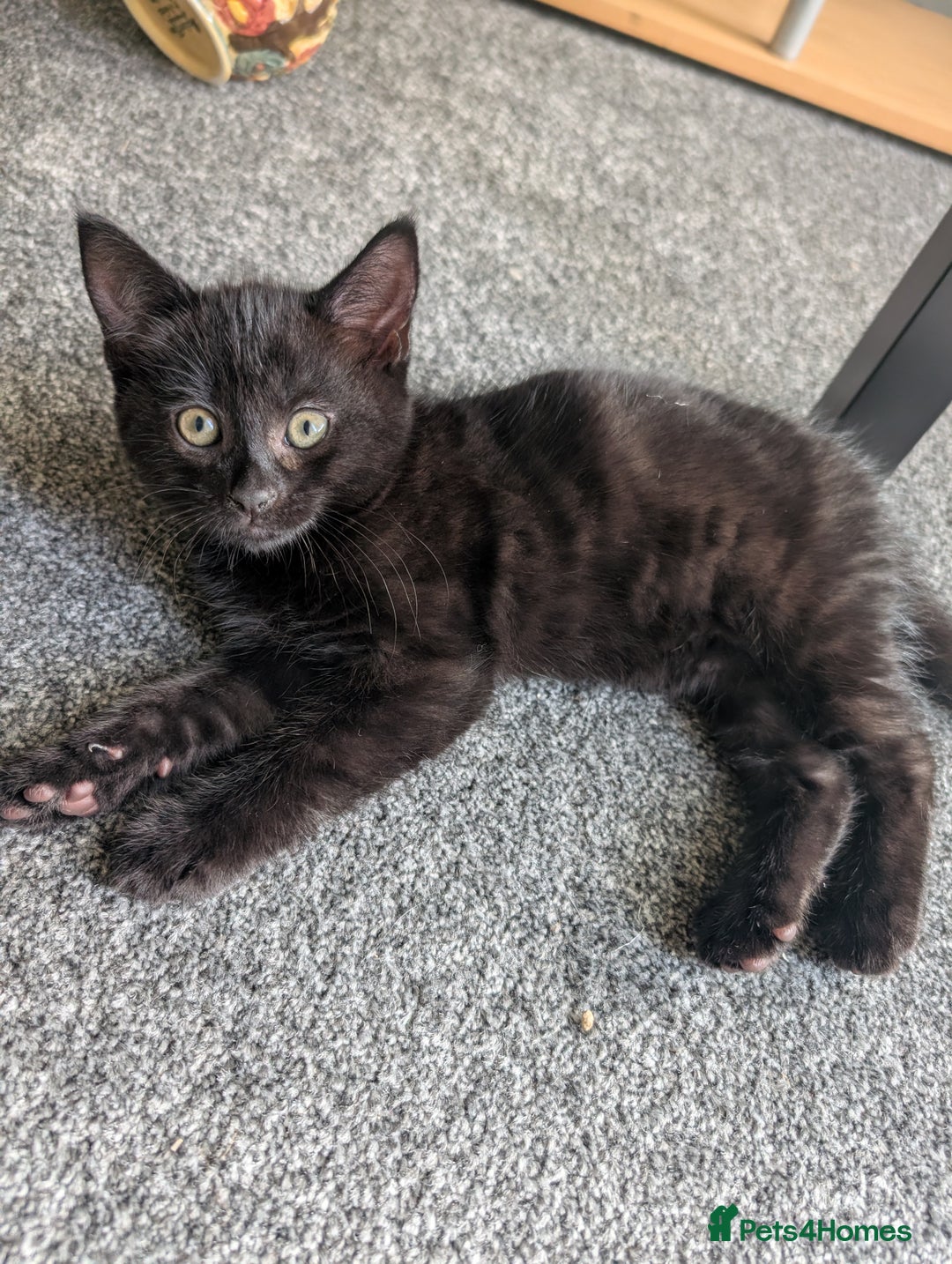 Mixed Breed cats for sale: 3 playful black kittens  - Image 1