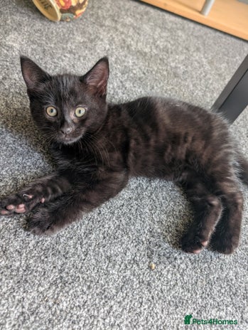 Mixed Breed cats - Advert 11