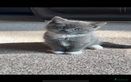 Mixed Breed cats for sale: Mixed breed ragdoll x British shorthair kitten - Image 2