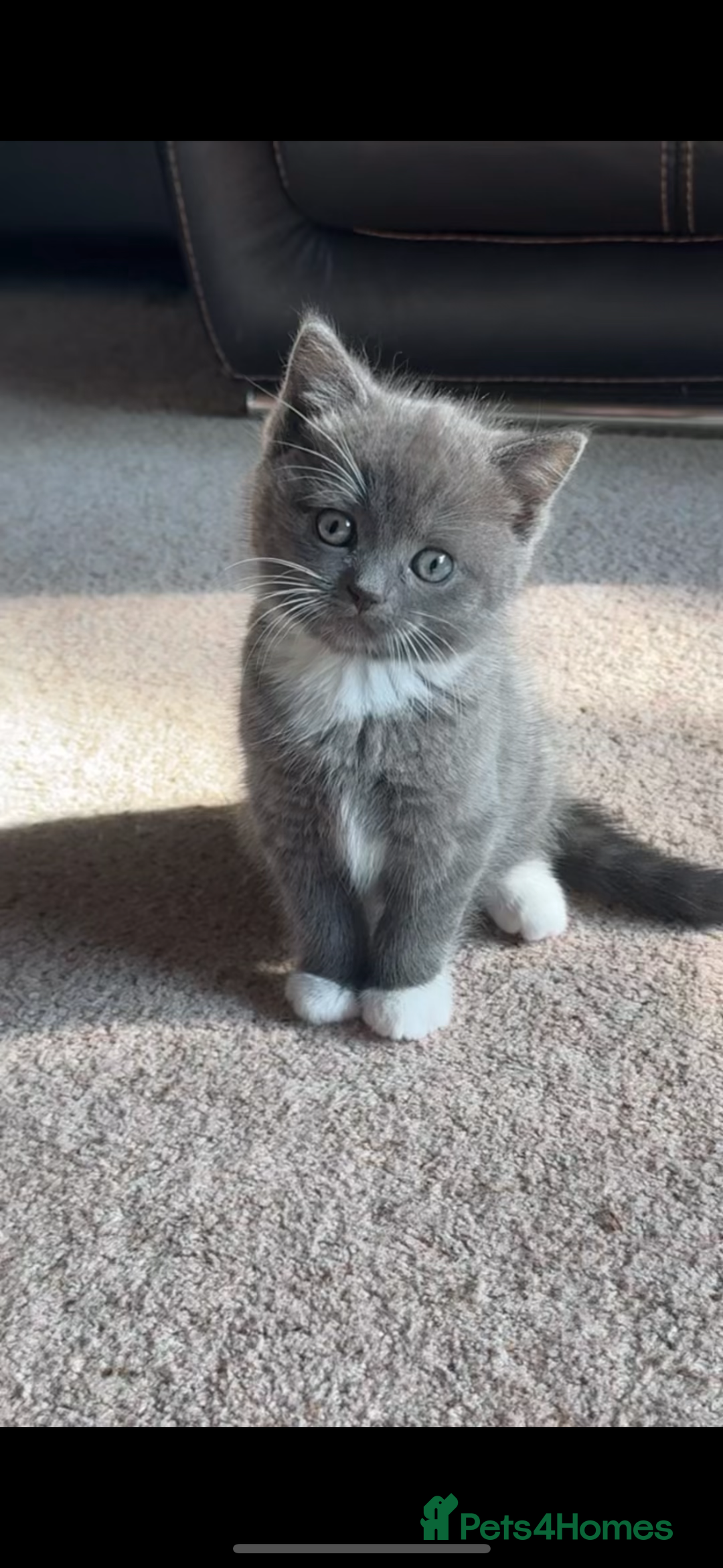 Mixed Breed cats for sale: Mixed breed ragdoll x British shorthair kitten - Image 2