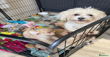 Maltipoo dogs - Advert 9