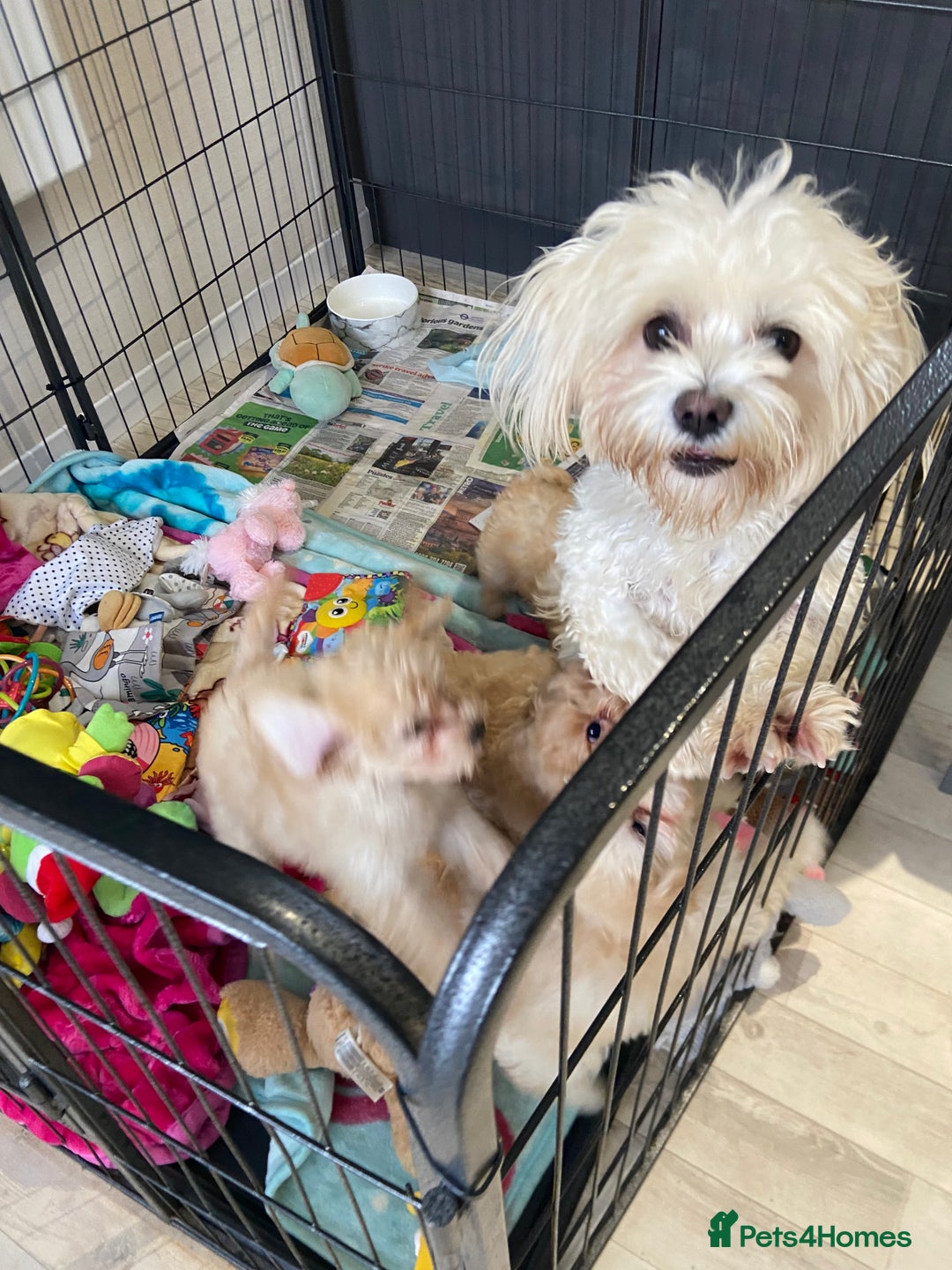 Maltipoo dogs for sale: WAITING LIST NOW OPEN Beautiful h/tested maltipoos - Image 14